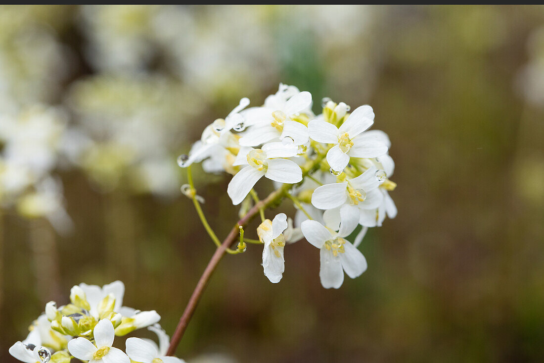 Arabis procurrens 'Filigran'