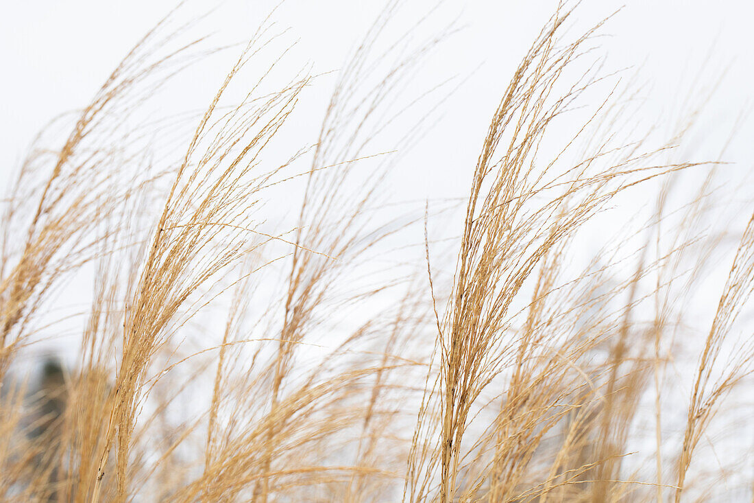 Miscanthus sinensis 'Malepartus'