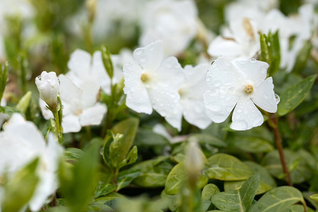 Vinca minor, weiß