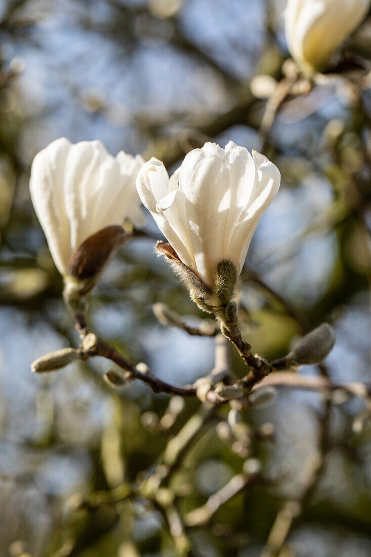 Magnolia stellata