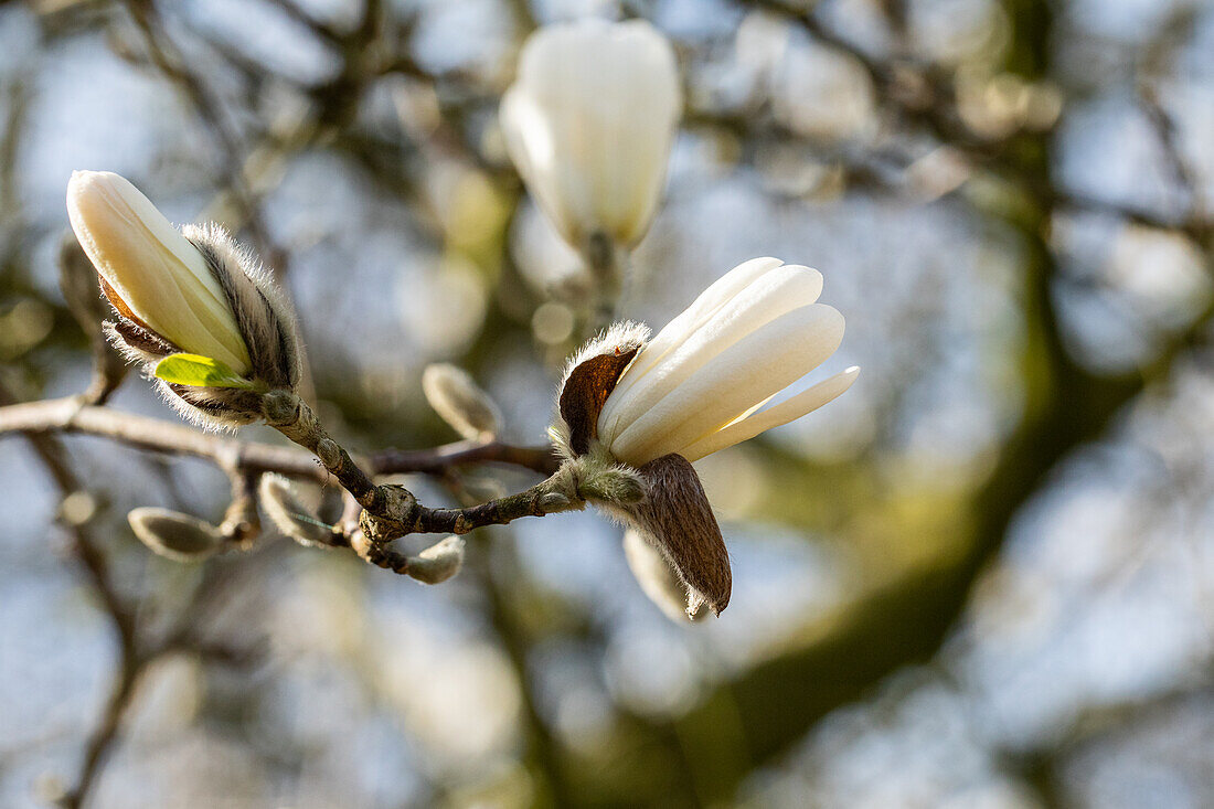 Magnolia stellata