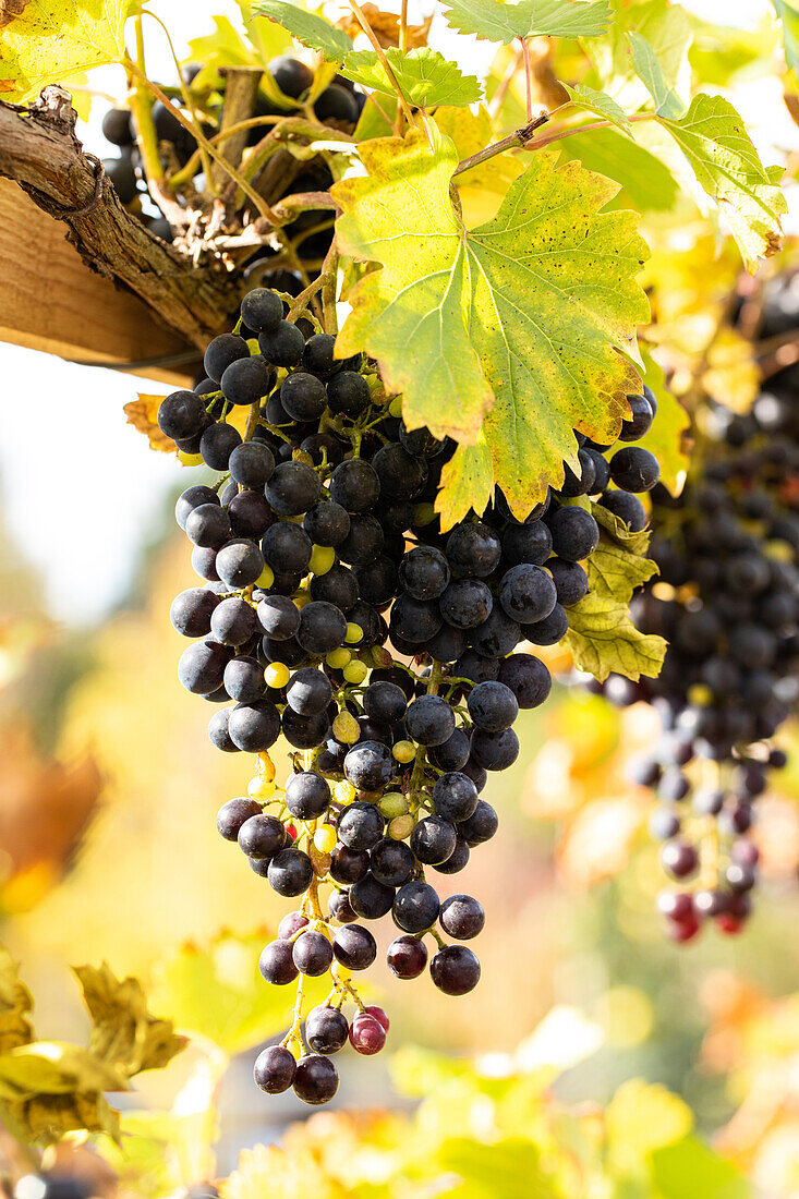 Vitis vinifera