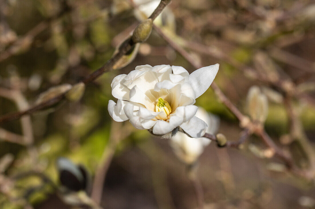 Magnolia stellata