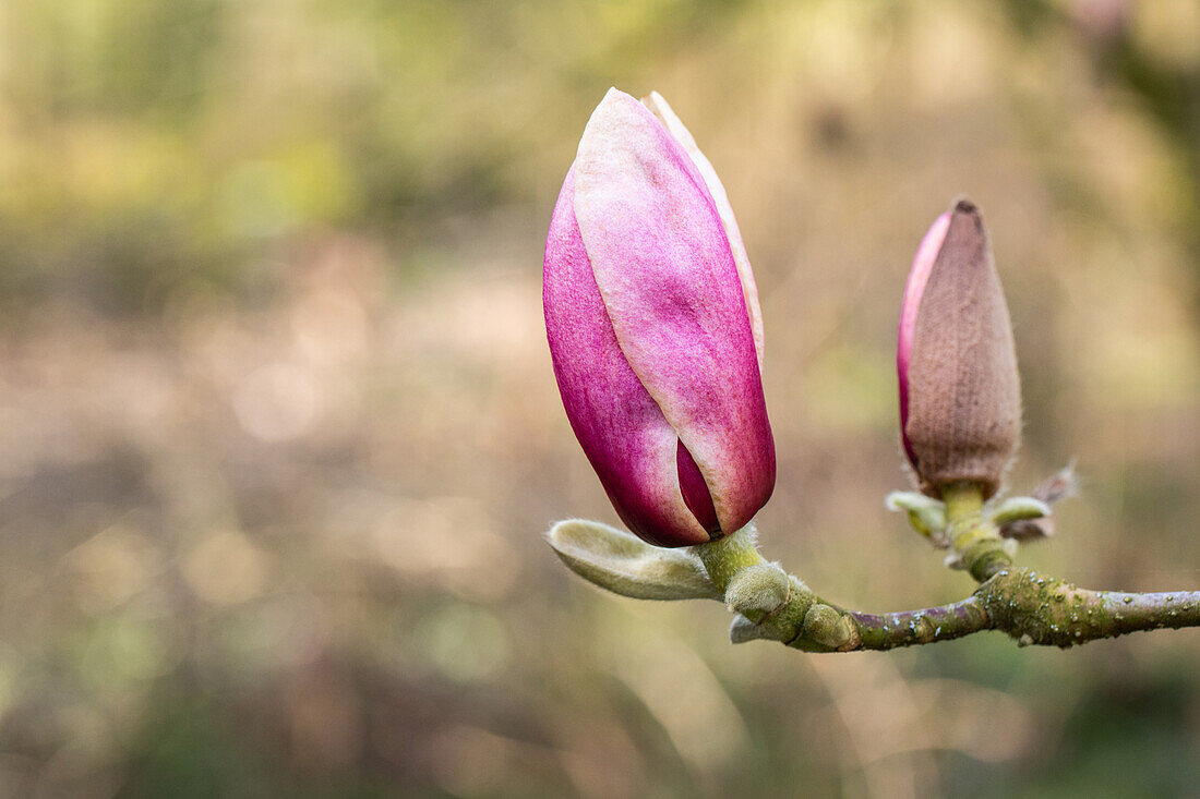 Magnolia x soulangiana 'Laura'