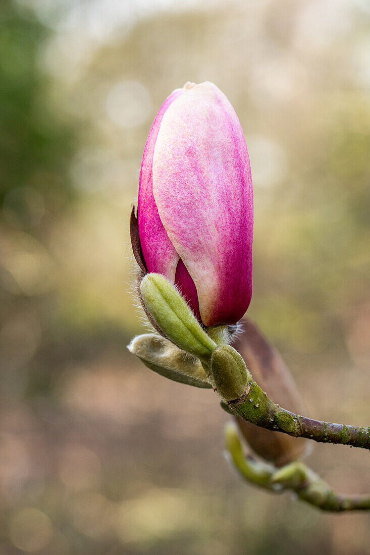 Magnolia x soulangiana 'Laura'