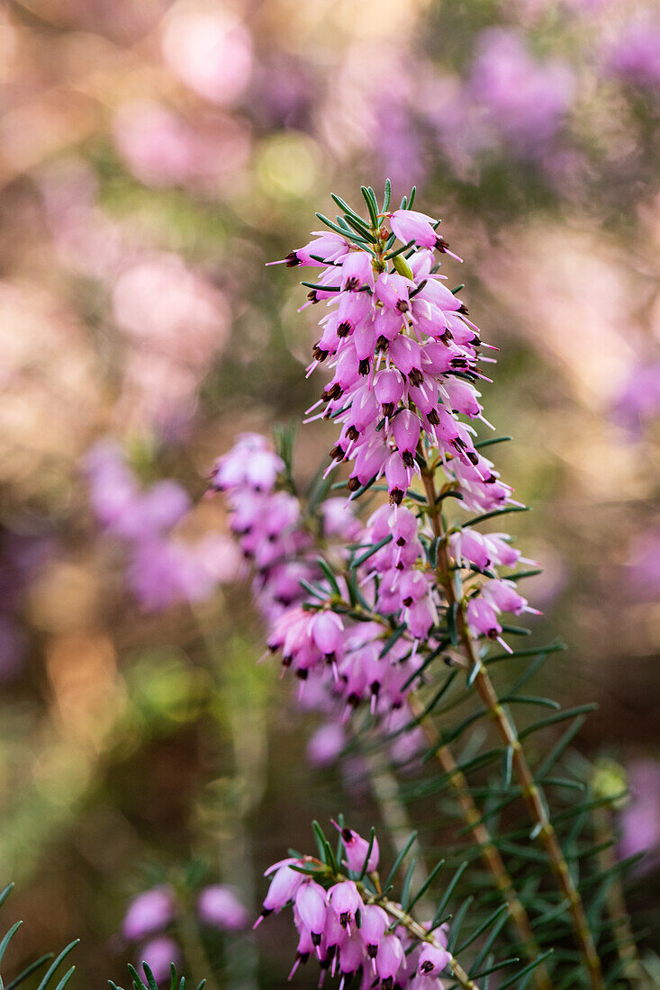 Erica darleyensis 'Darley Dale'