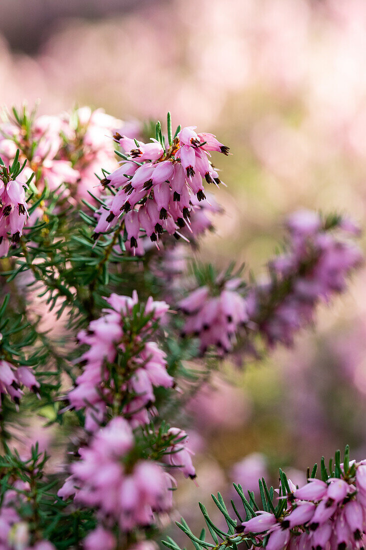 Erica darleyensis 'Darley Dale'