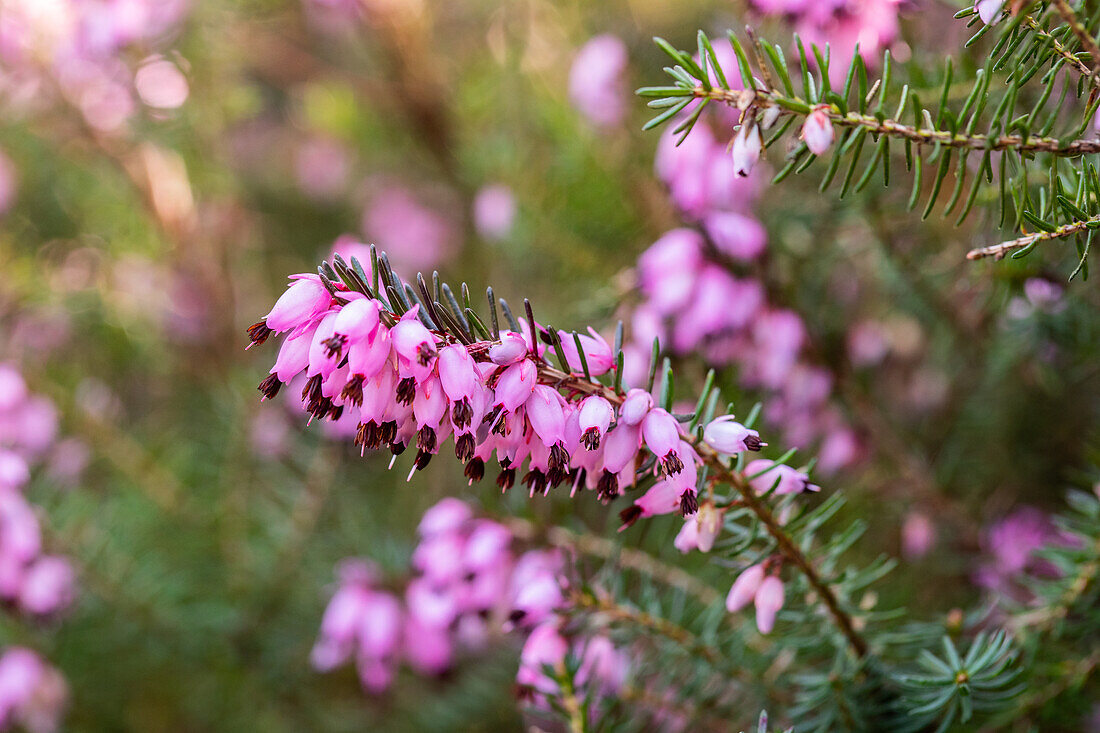 Erica carnea, pink