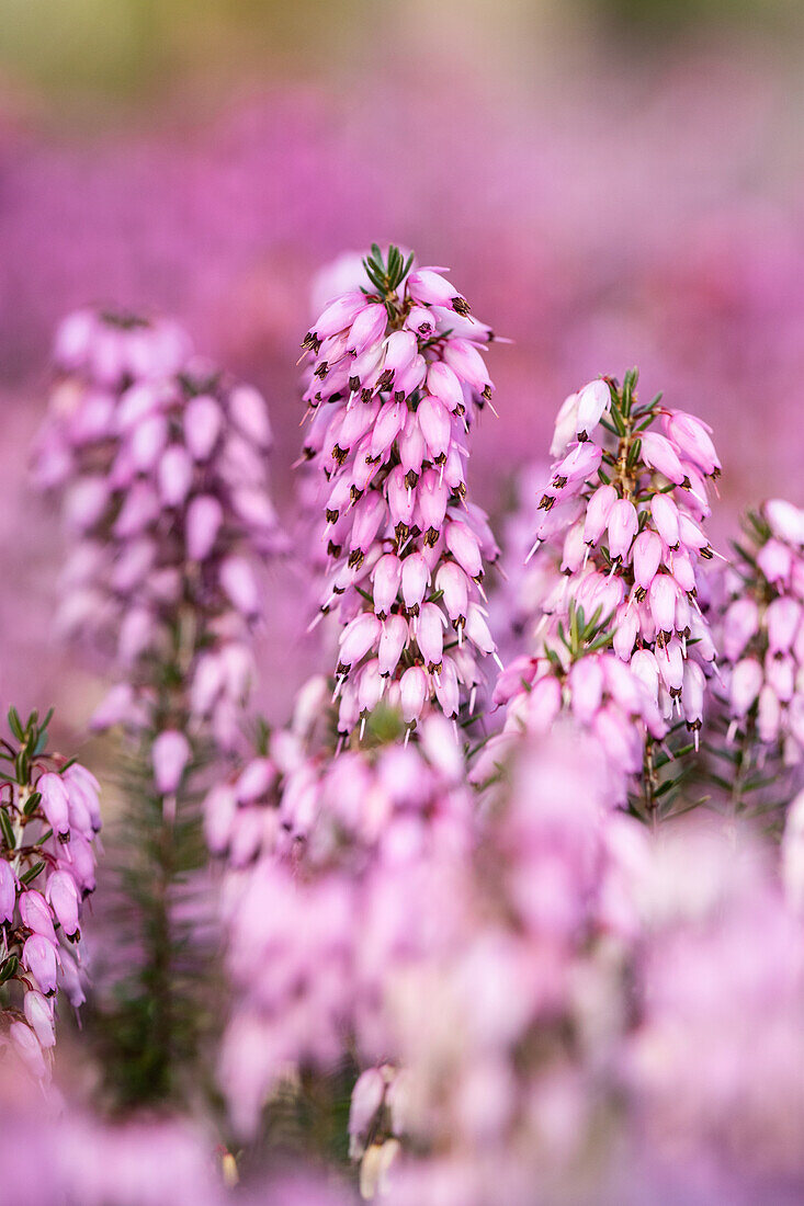 Erica carnea 'April Charme'