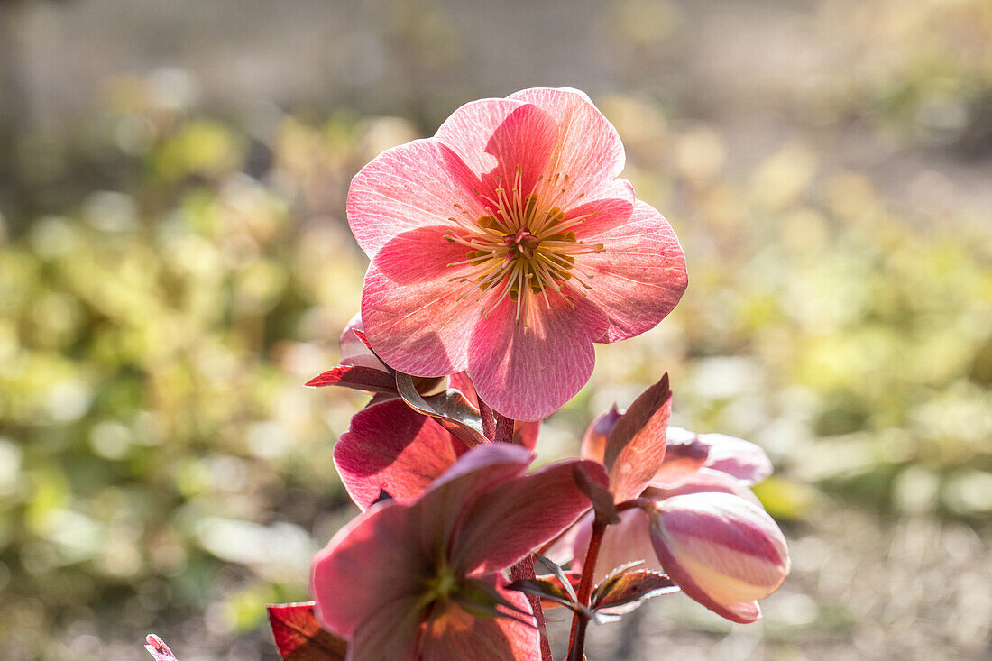 Helleborus hybride 'HGC® Pink Frost'