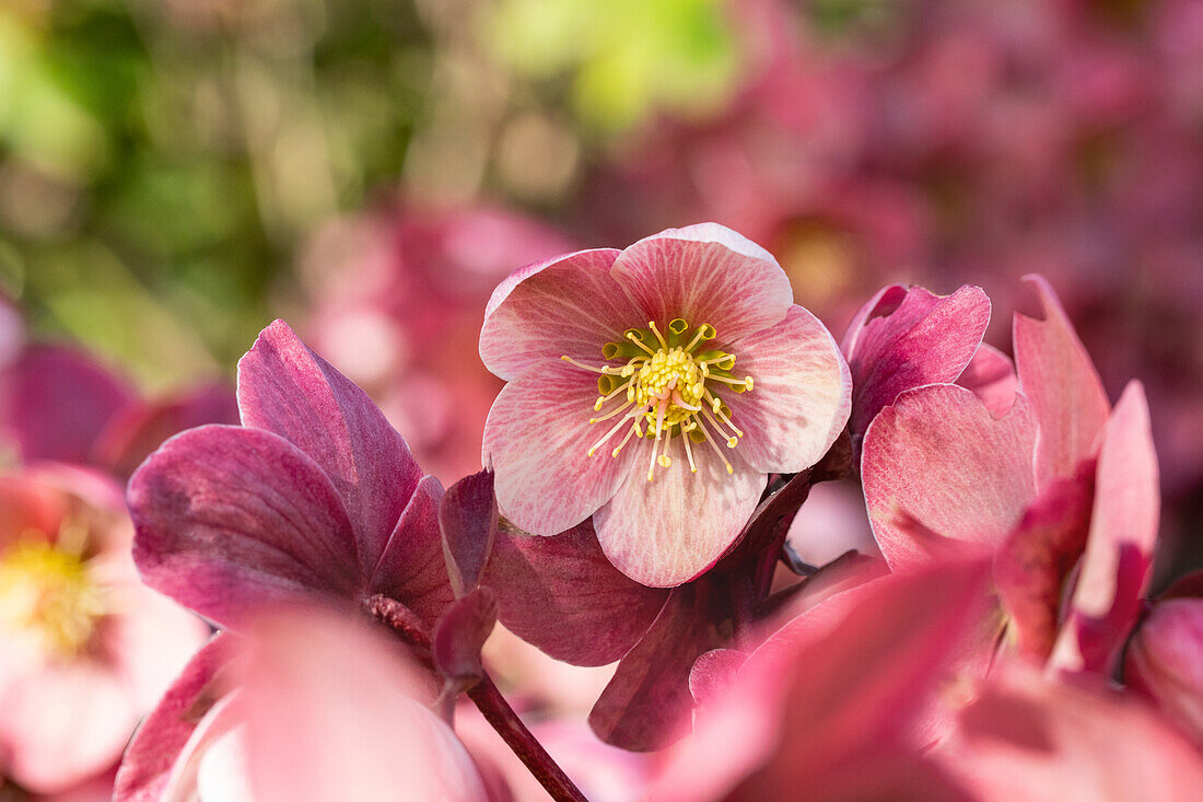 Helleborus Hybride 'HGC® Pink Frost'