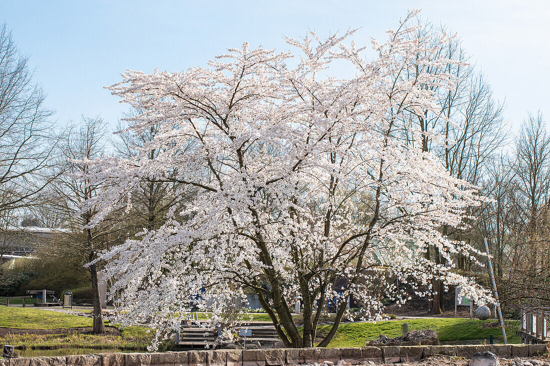 Prunus incisa