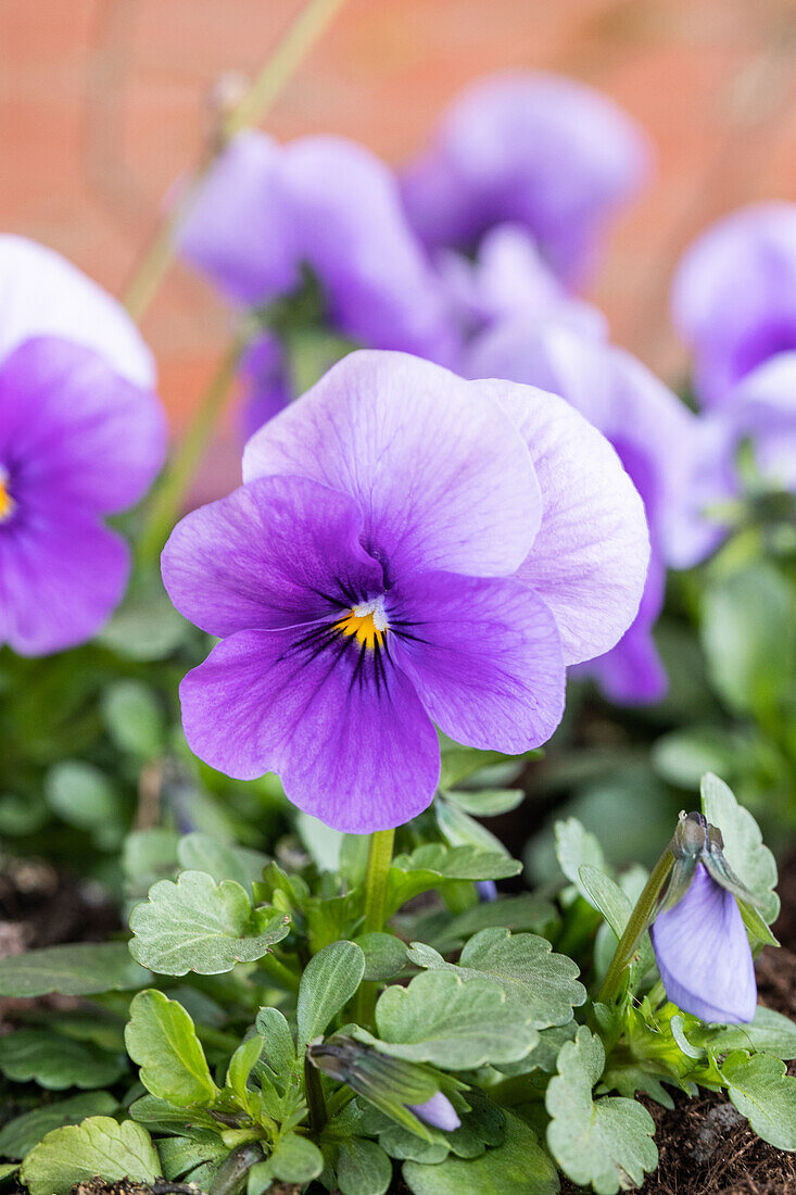 Viola cornuta, purple