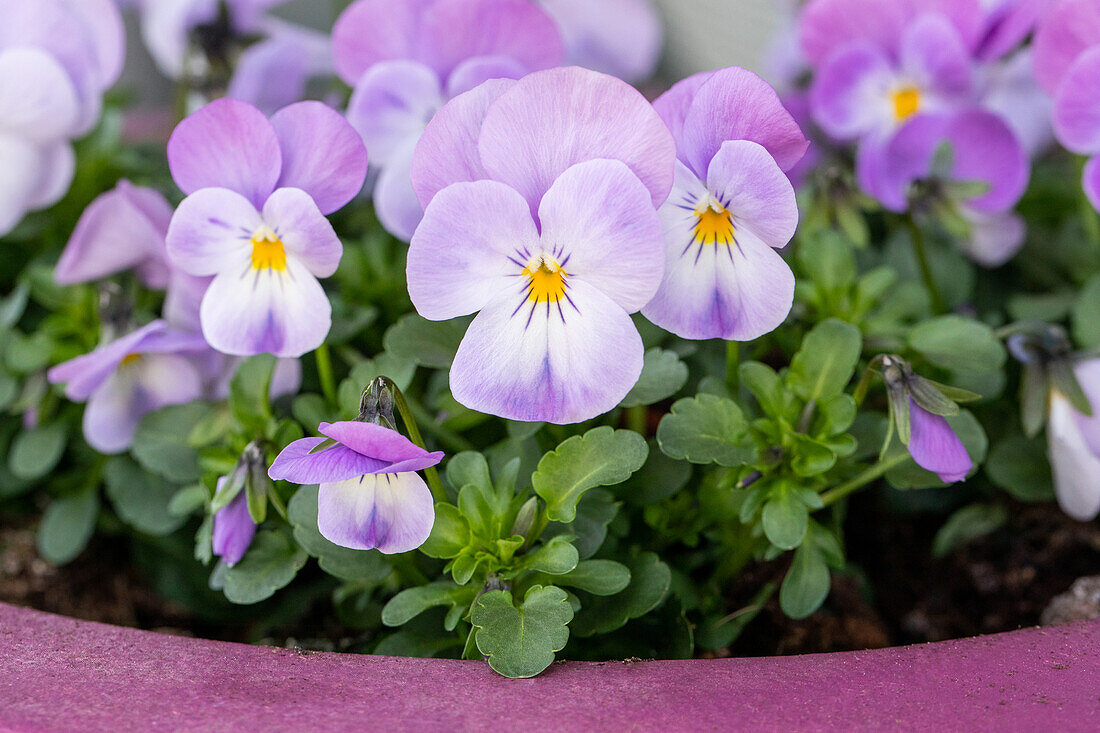 Viola cornuta, white-purple