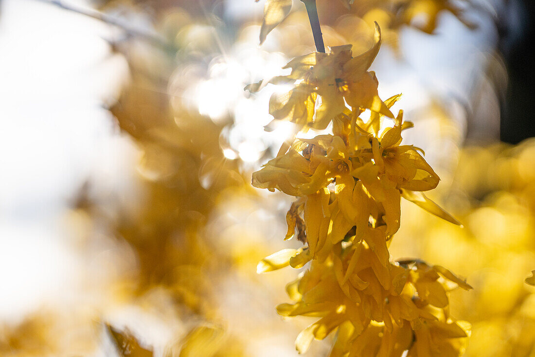 Forsythia x intermedia