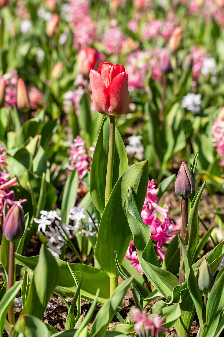 Tulipa, red