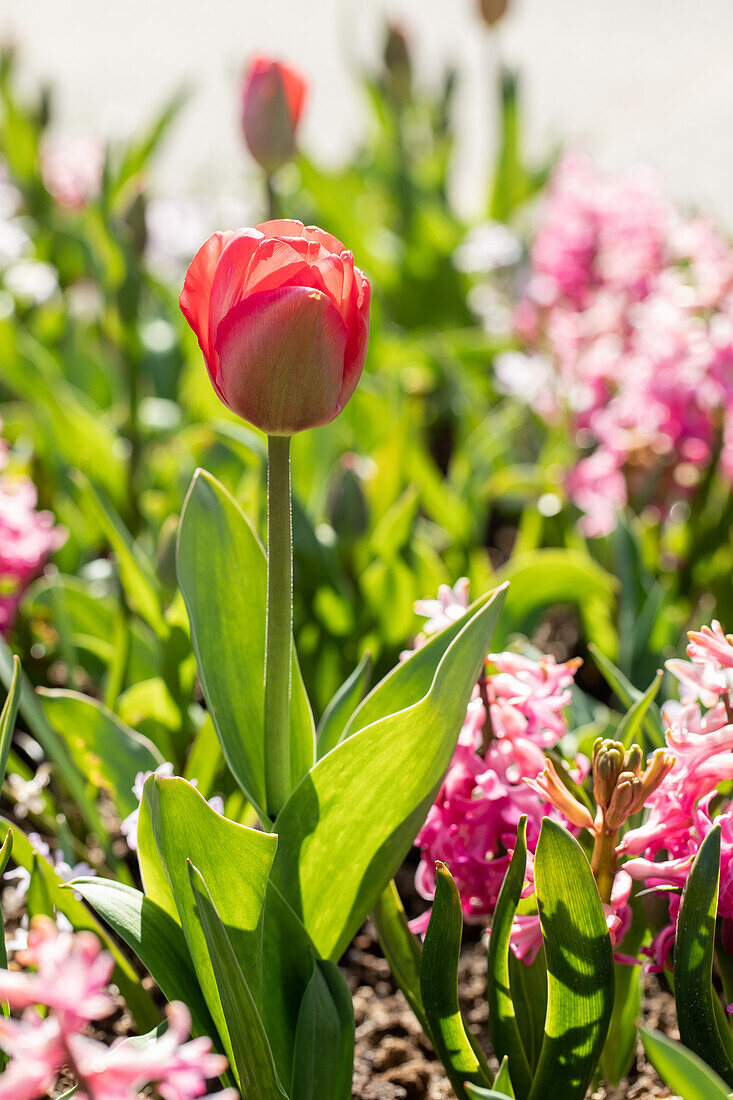 Tulipa, red