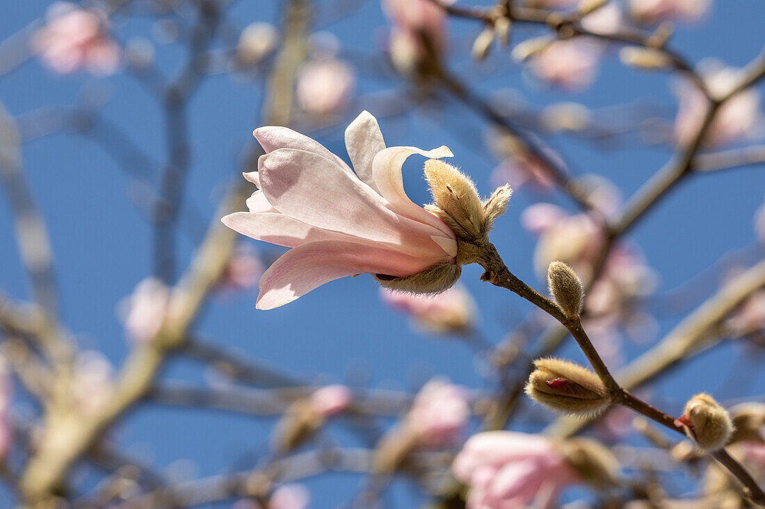 Magnolia x loebneri 'Leonard Messel'