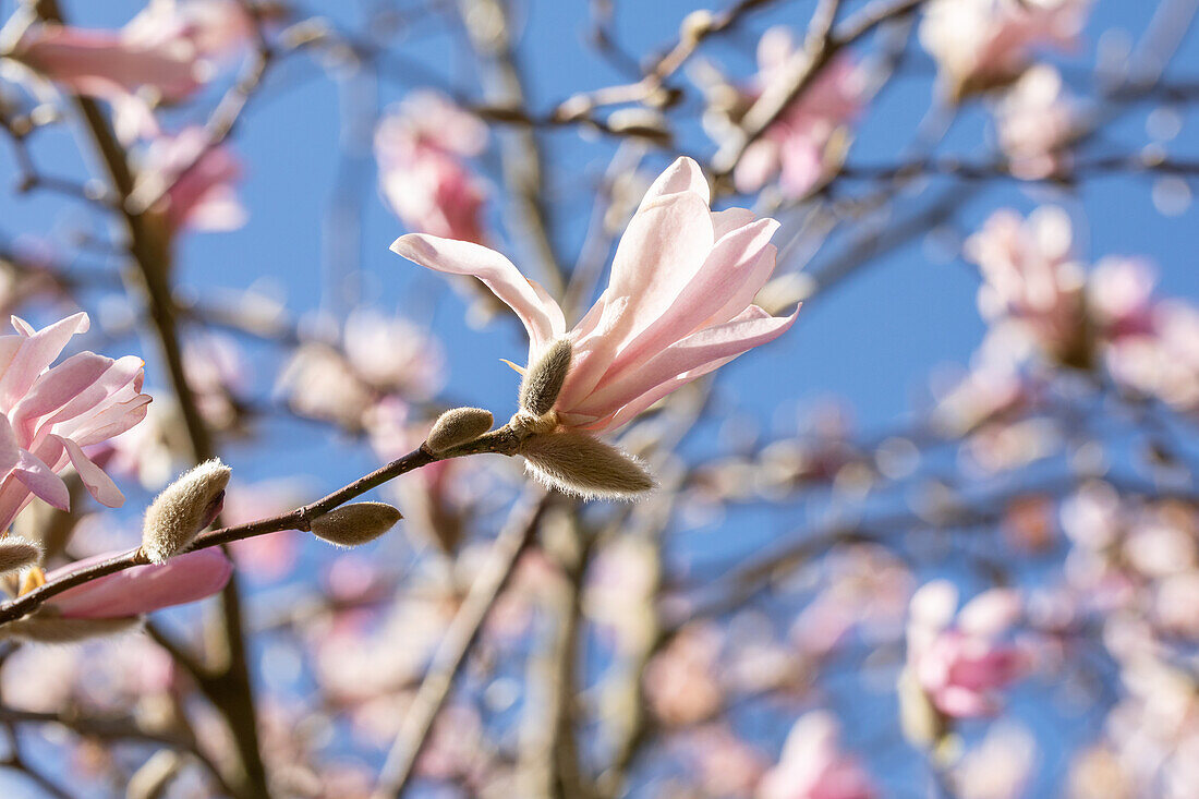 Magnolia x loebneri 'Leonard Messel'