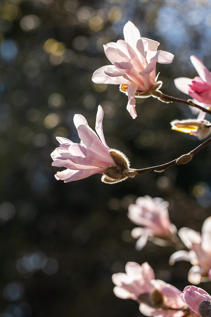 Magnolia x loebneri 'Leonard Messel'