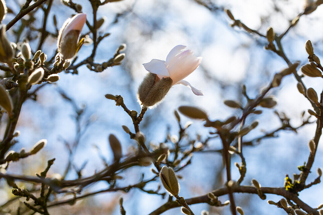 Magnolia x loebneri 'Pink Perfection'