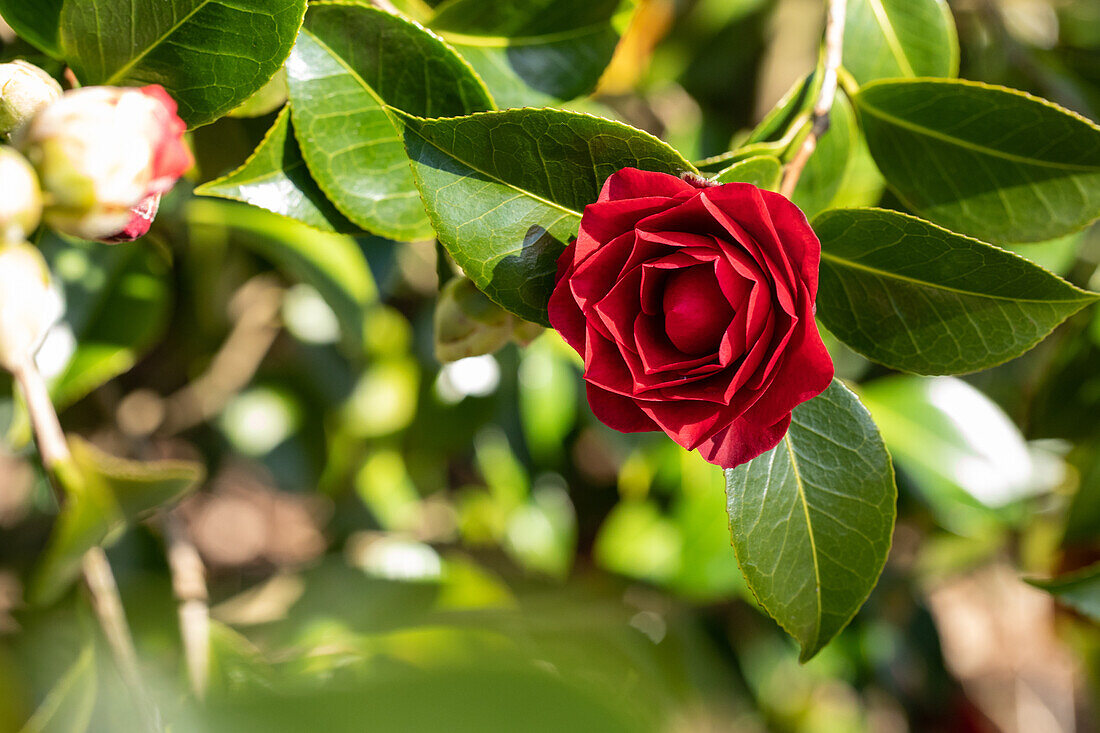 Camellia, red