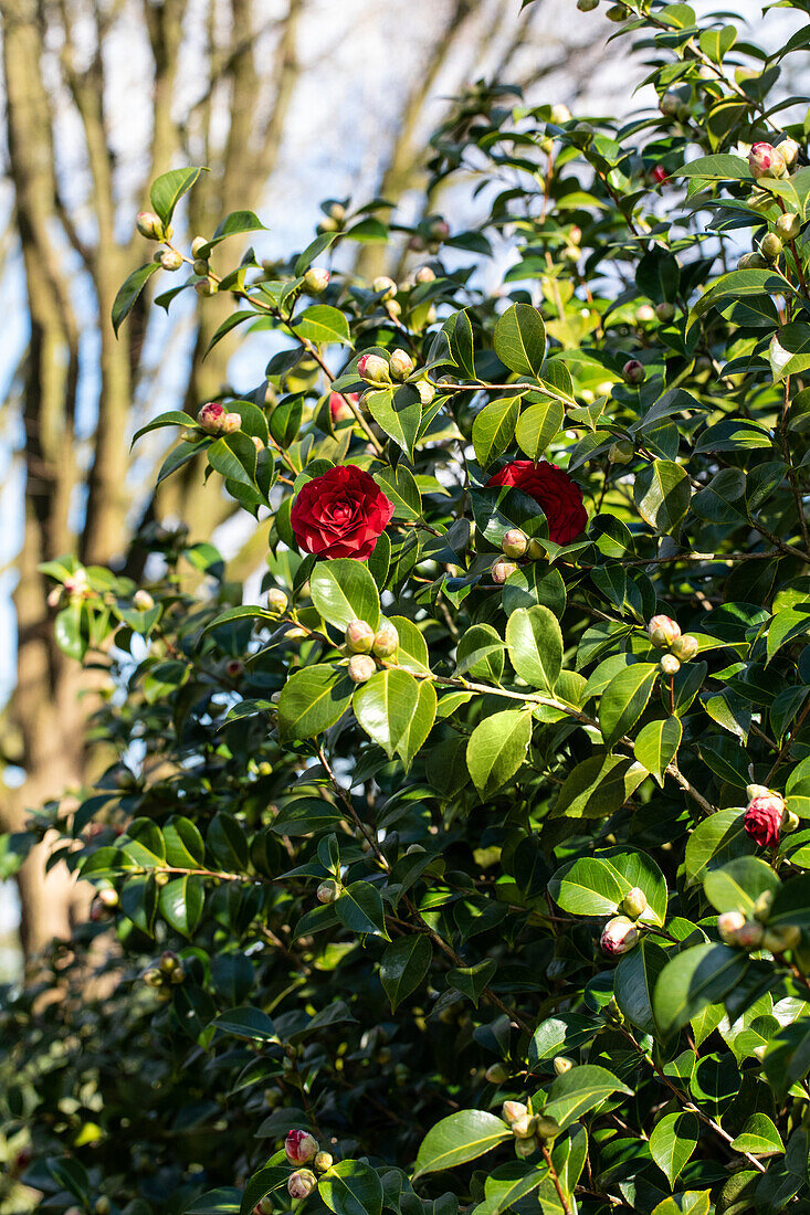 Camellia, red
