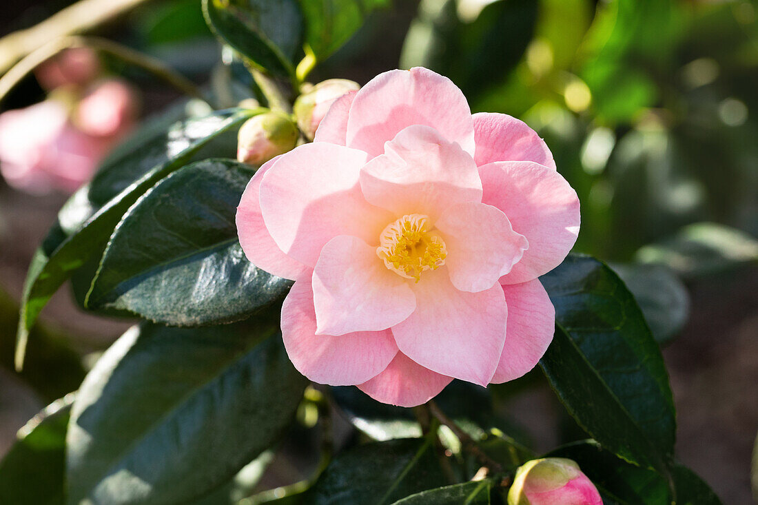 Camellia japonica 'Dr Tinsley'