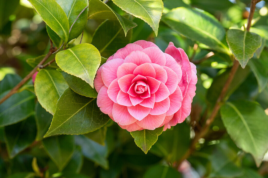 Camellia x williamsii 'Jean Claris'