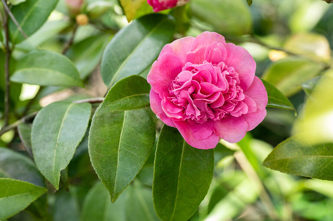 Camellia x williamsii 'Debbie'