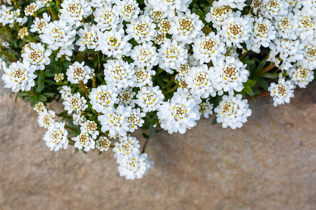 Iberis sempervirens 'Dwarf Snowflake'