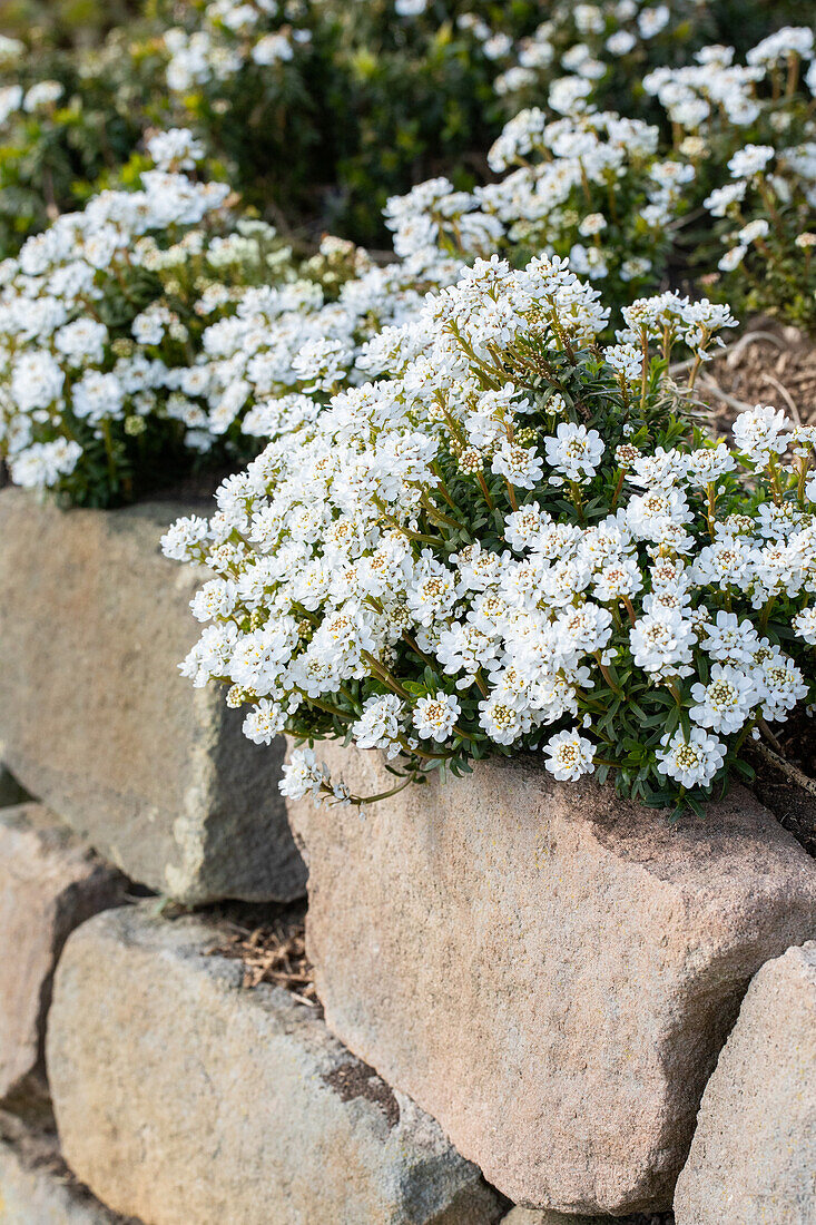 Iberis sempervirens 'Dwarf Snowflake'