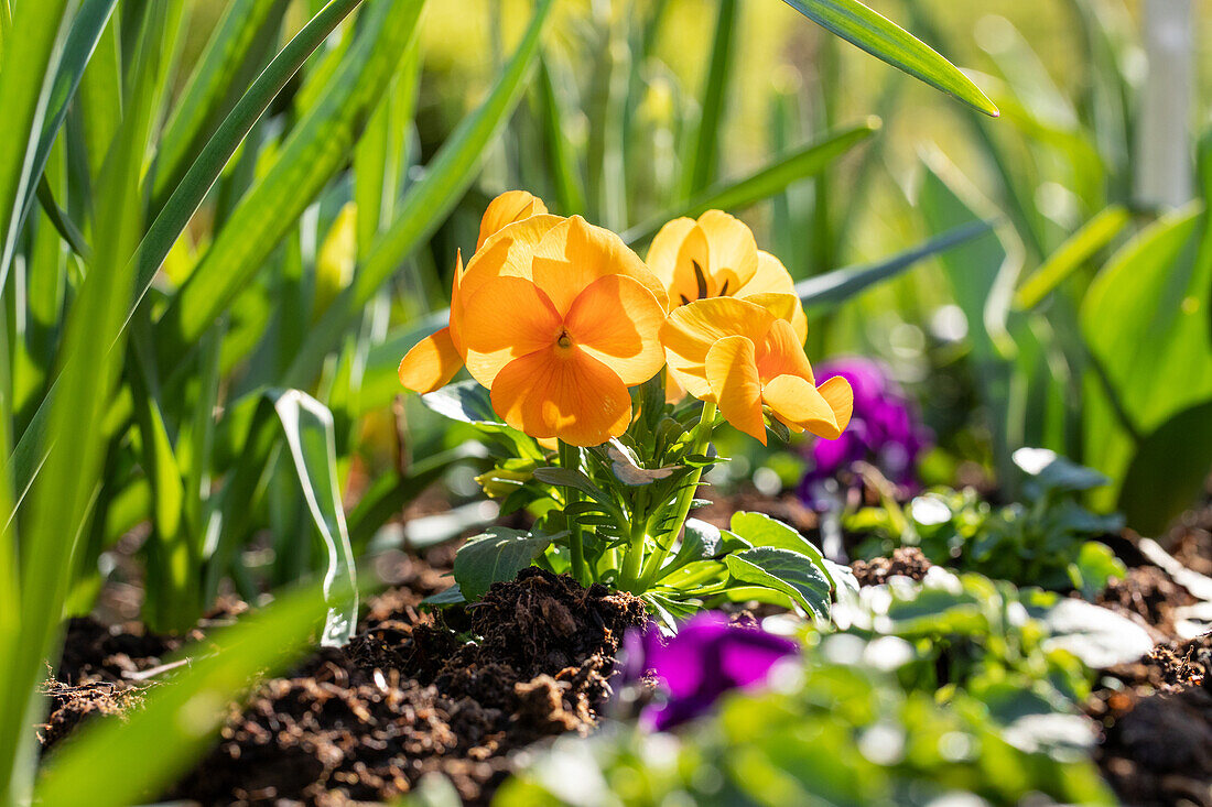 Viola cornuta, yellow