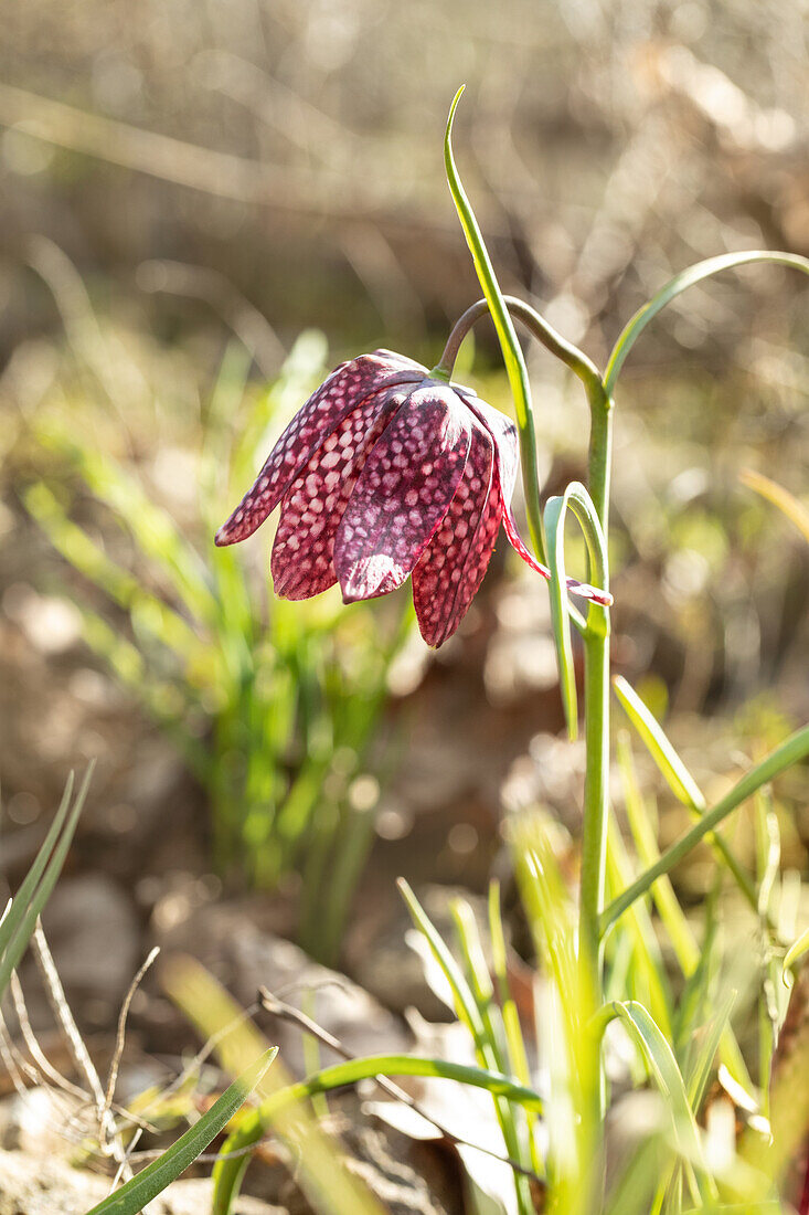 Fritillaria meleagris