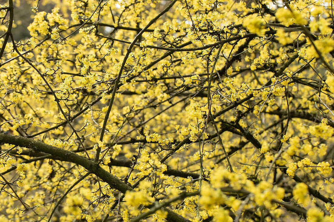 Cornus mas