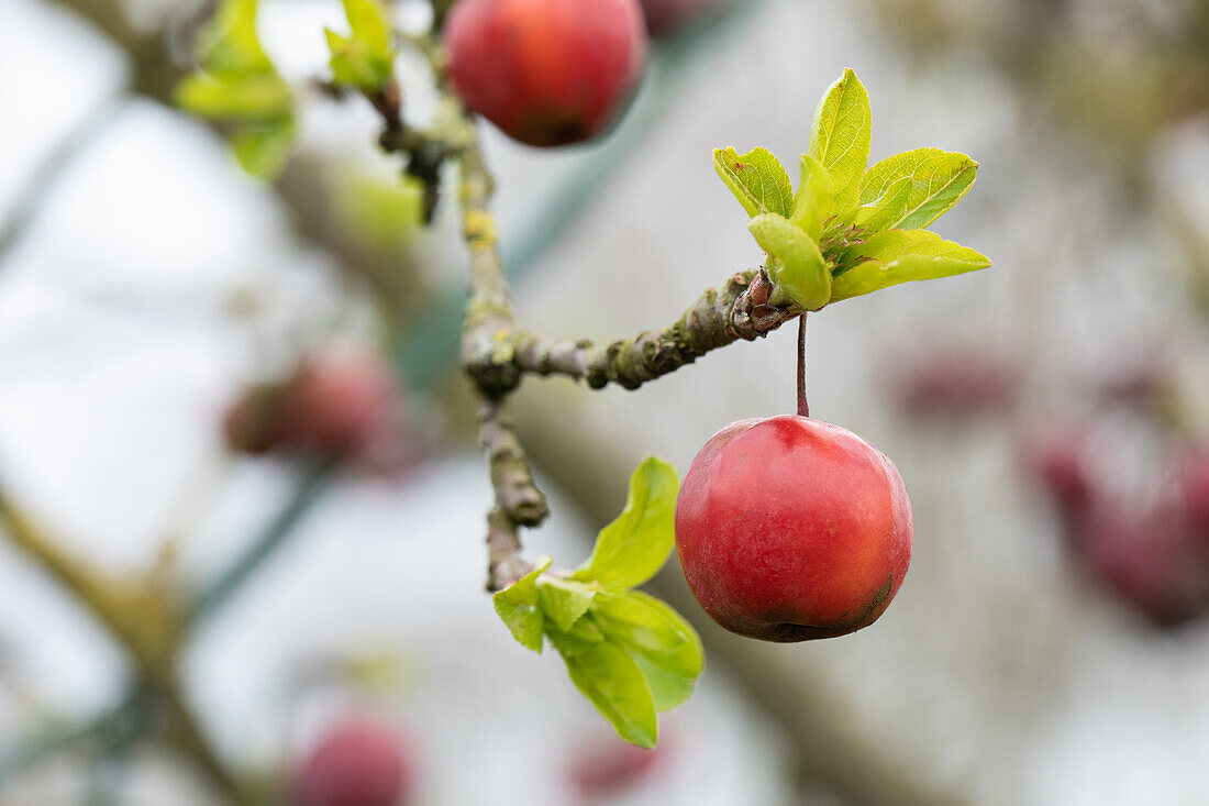 Malus Red Sentinel