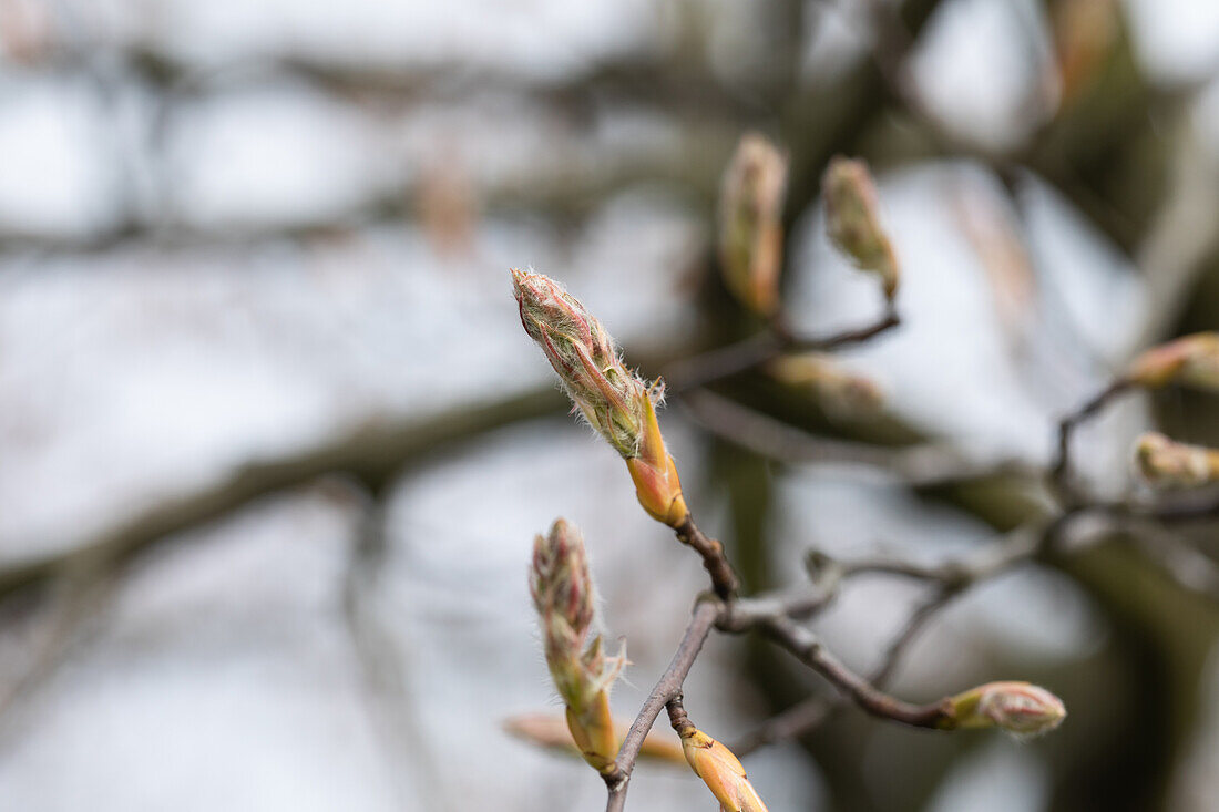 Amelanchier lamarckii