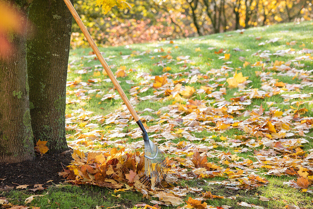 Leaf rake