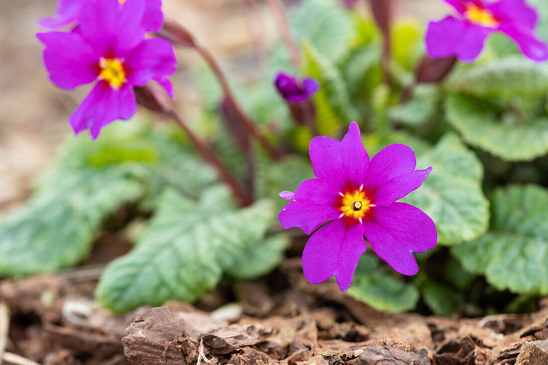 Primula x pruhoniciana, purpurviolett