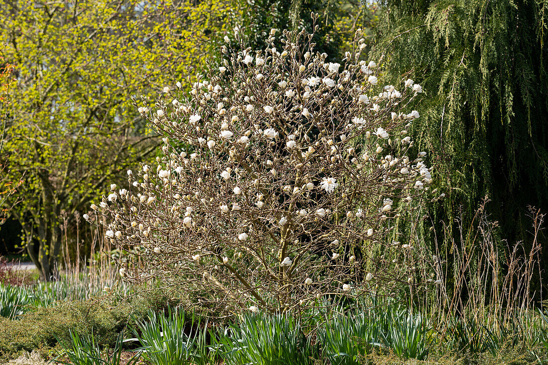 Magnolia stellata 'Royal Star'