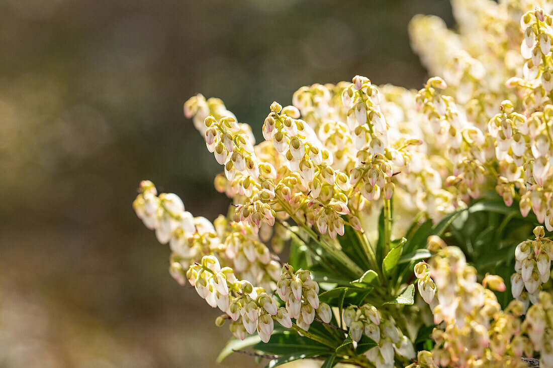 Pieris japonica 'Debutante'