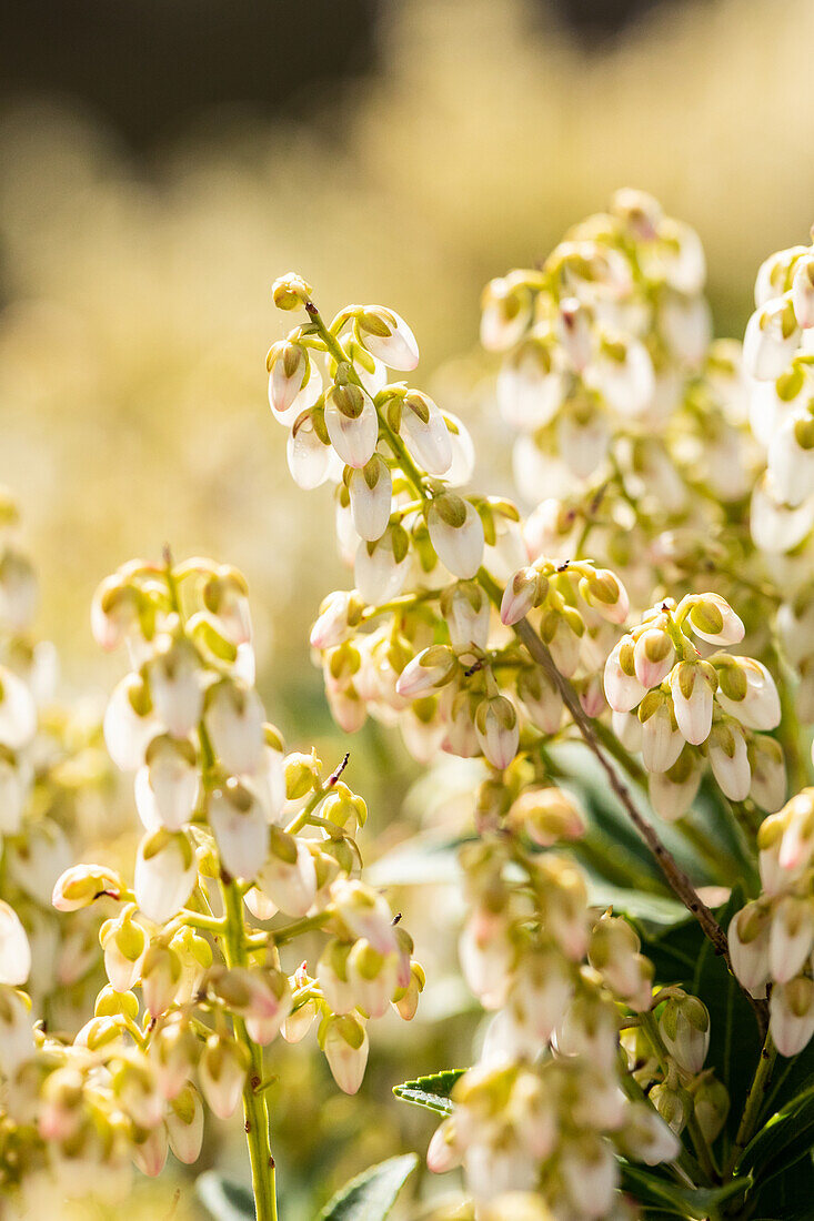 Pieris japonica 'Debutante'