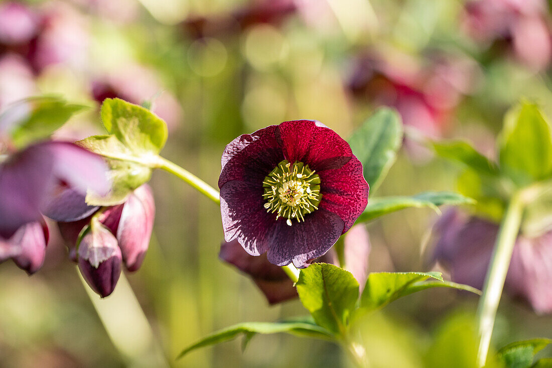 Helleborus orientalis-Hybride Spring Surprise Rachel