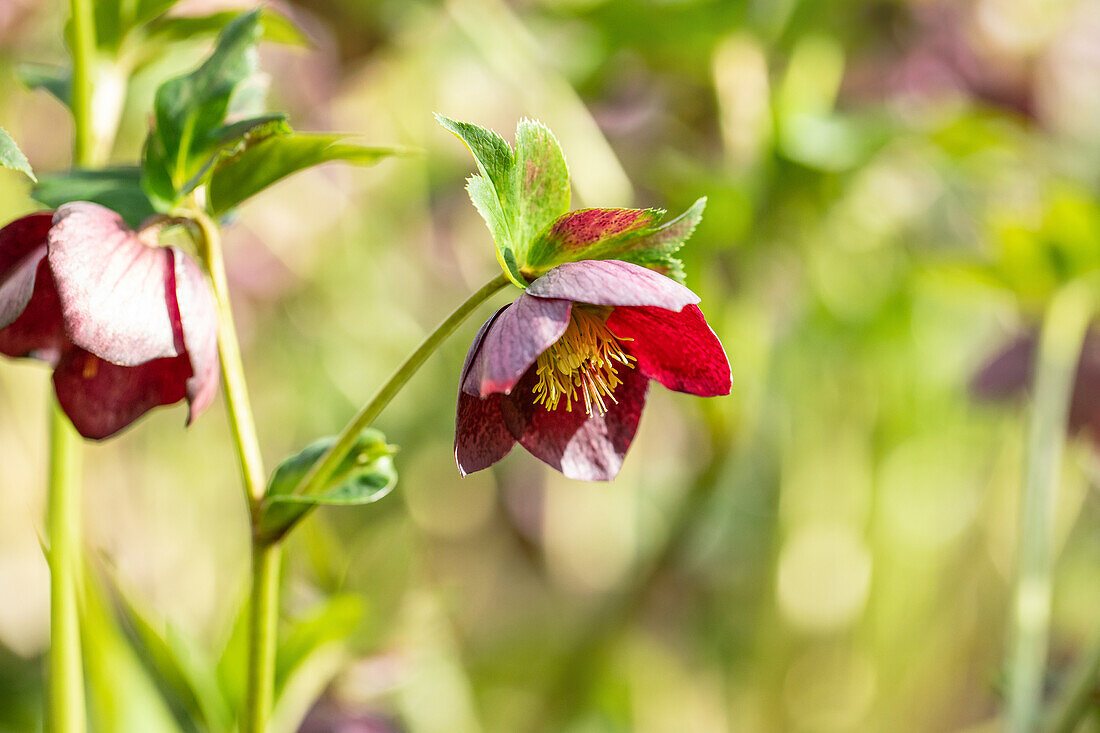 Helleborus orientalis hybrid Spring Surprise Rachel