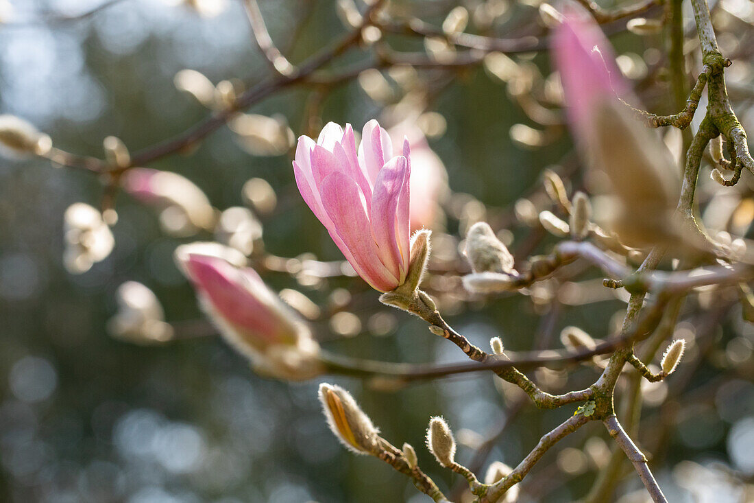 Magnolia x loebneri 'Leonard Messel'