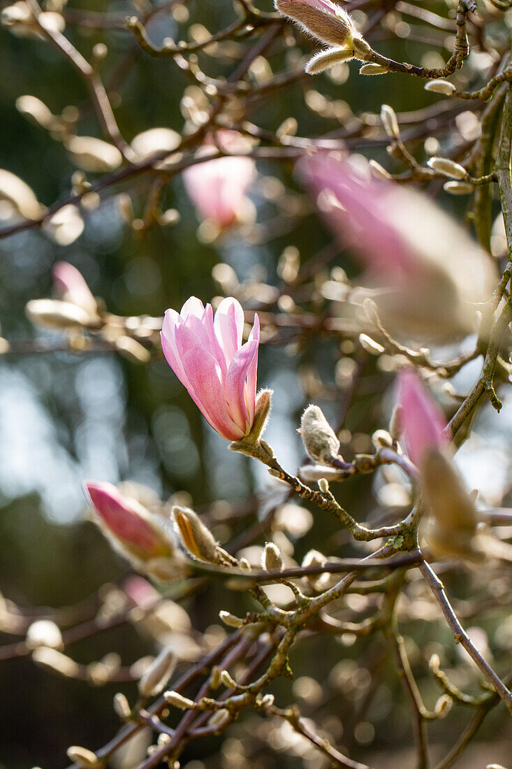 Magnolia x loebneri 'Leonard Messel'