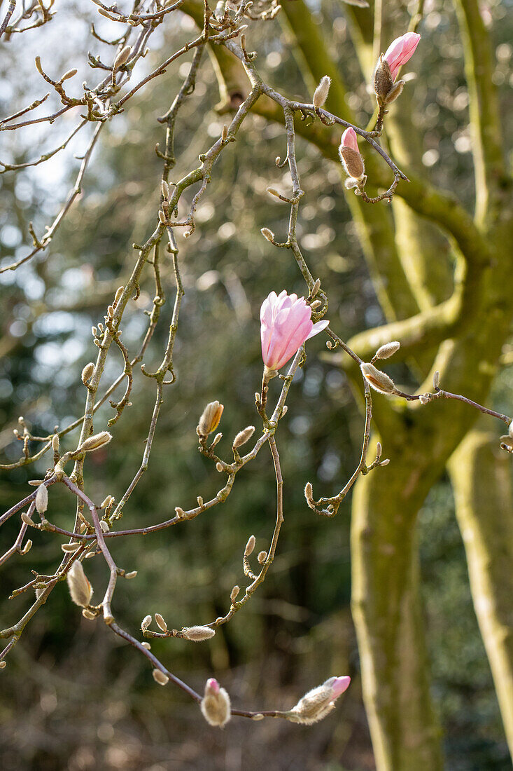 Magnolia x loebneri 'Leonard Messel'