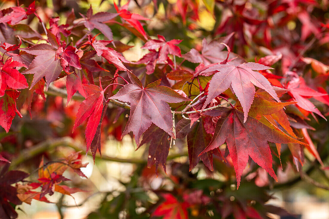 Acer palmatum 'Osakazuki'