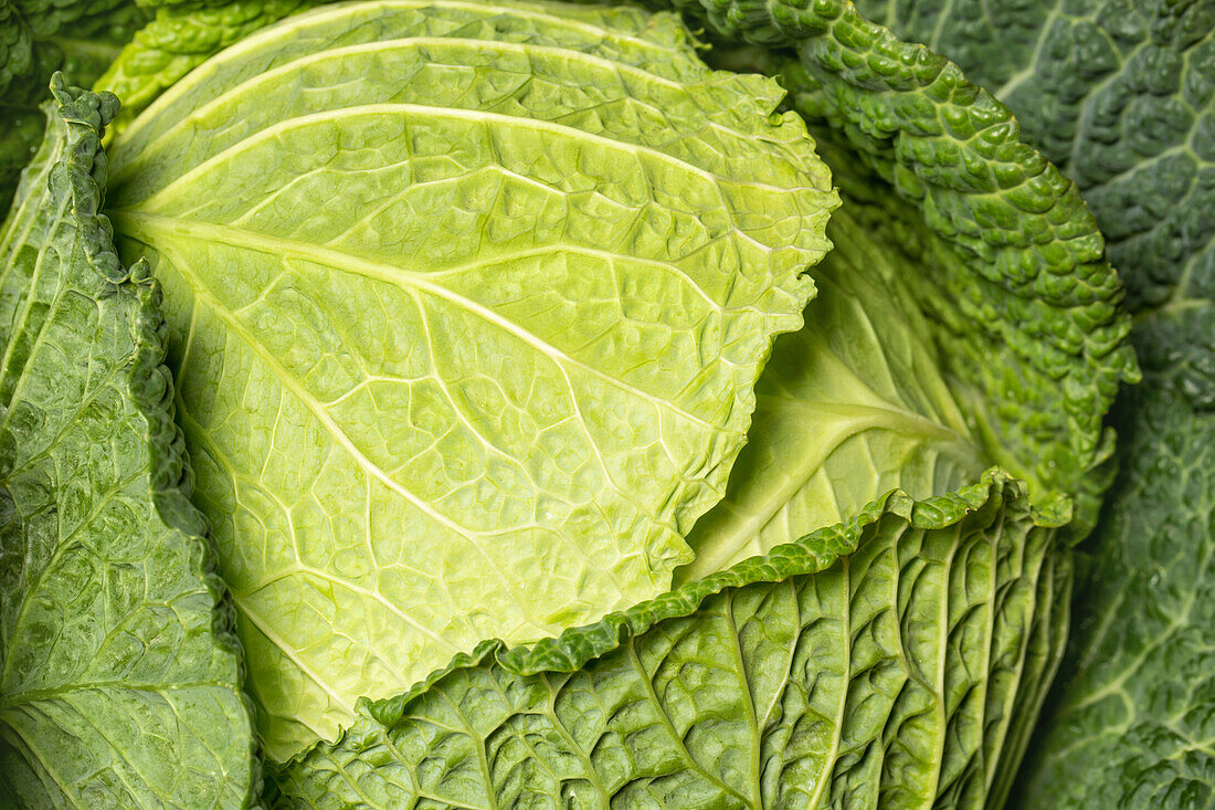 Savoy cabbage