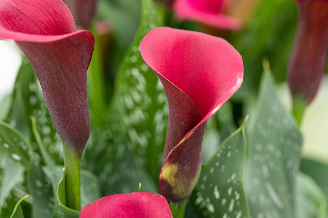 Zantedeschia aethiopica, purple